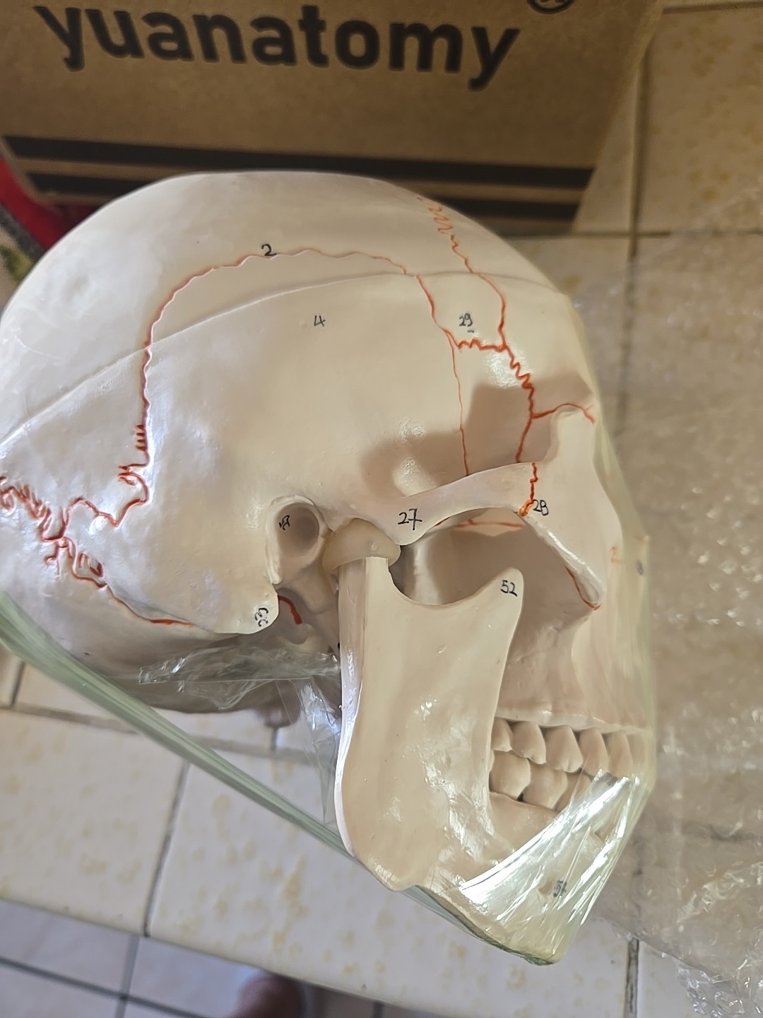 Human Skull with Sutures 3 Part Anatomical Model, Medical Curiosities New In Box