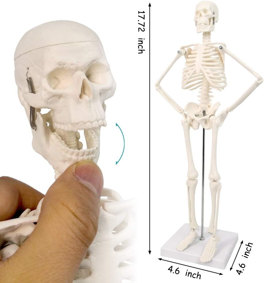 17.7“ Human Skeleton Model for Anatomy,Movable Arms Legs Bones Structures,Who…