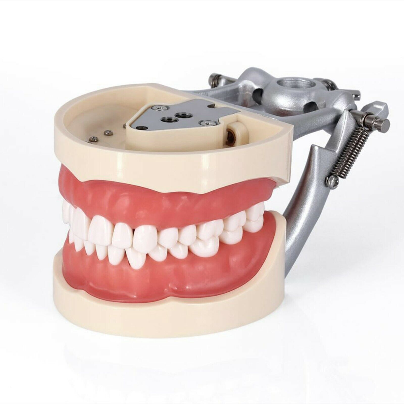 Dental Screw-in Teeth Typodont Model Kilgore NISSIN 200/500 Type With Removable