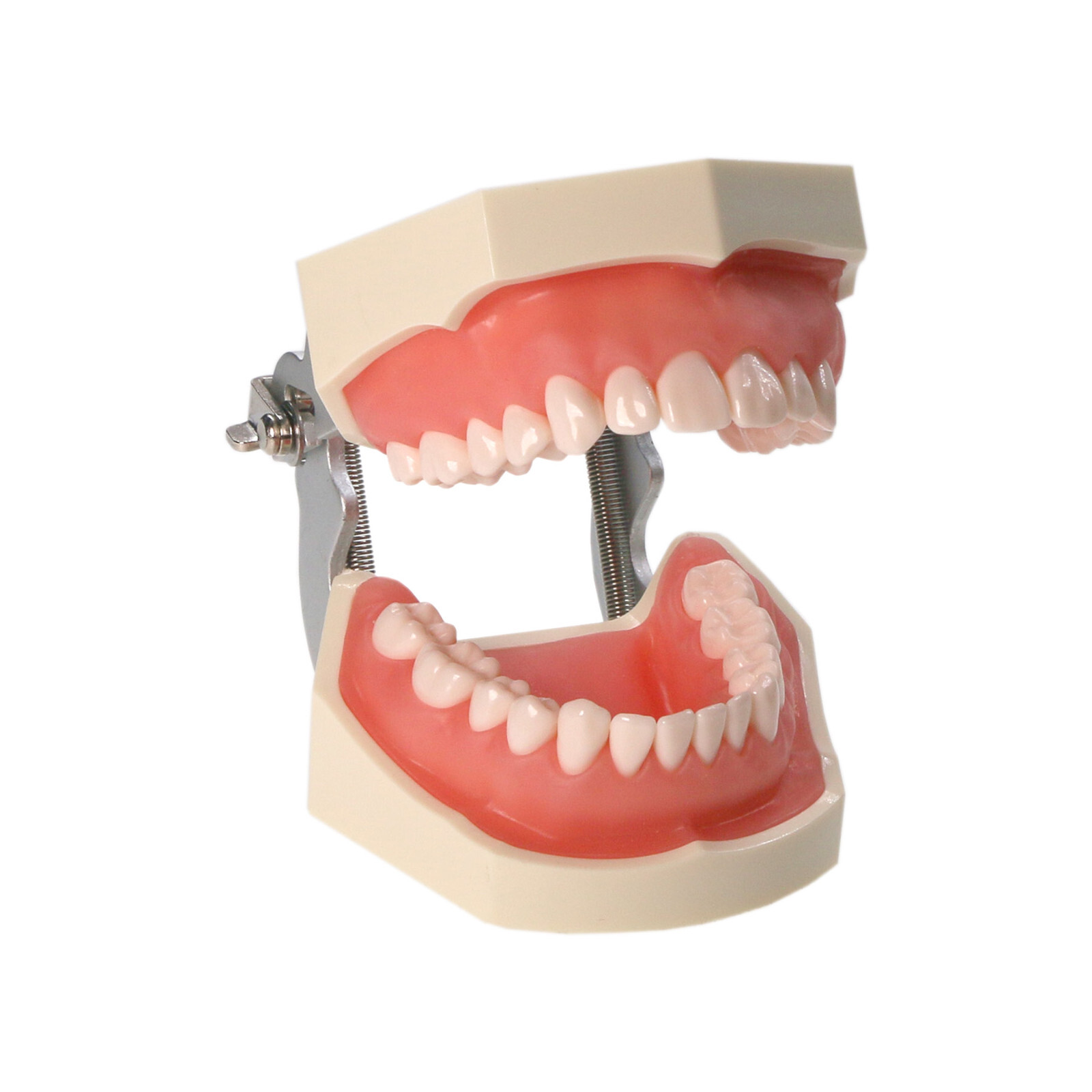 Dental Typodont Teeth Model fit Kilgore NISSIN 200/500 Type With Removable Teeth