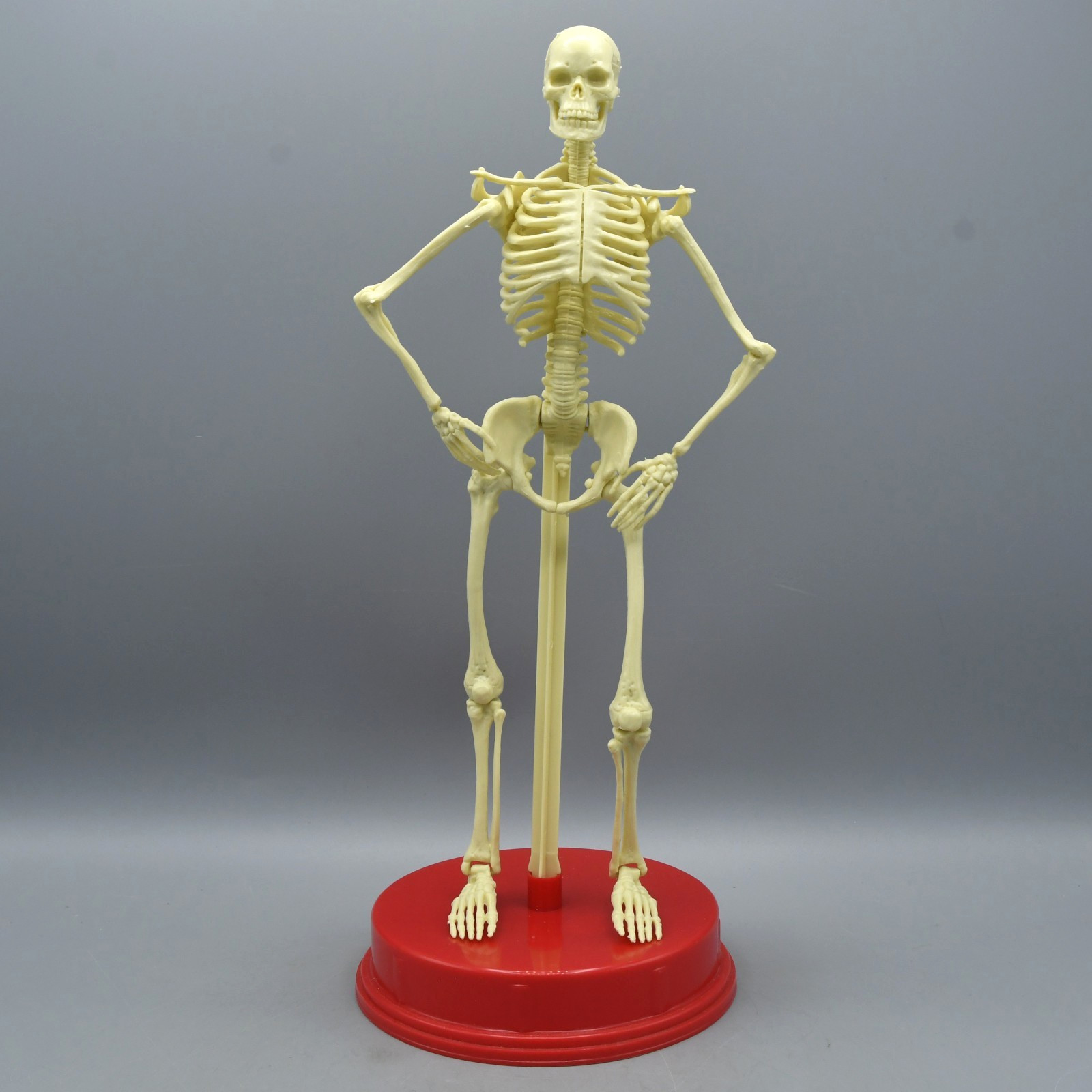 Human Skeleton Model Vintage 1991 Plastic Halloween Anatomy Science Home School