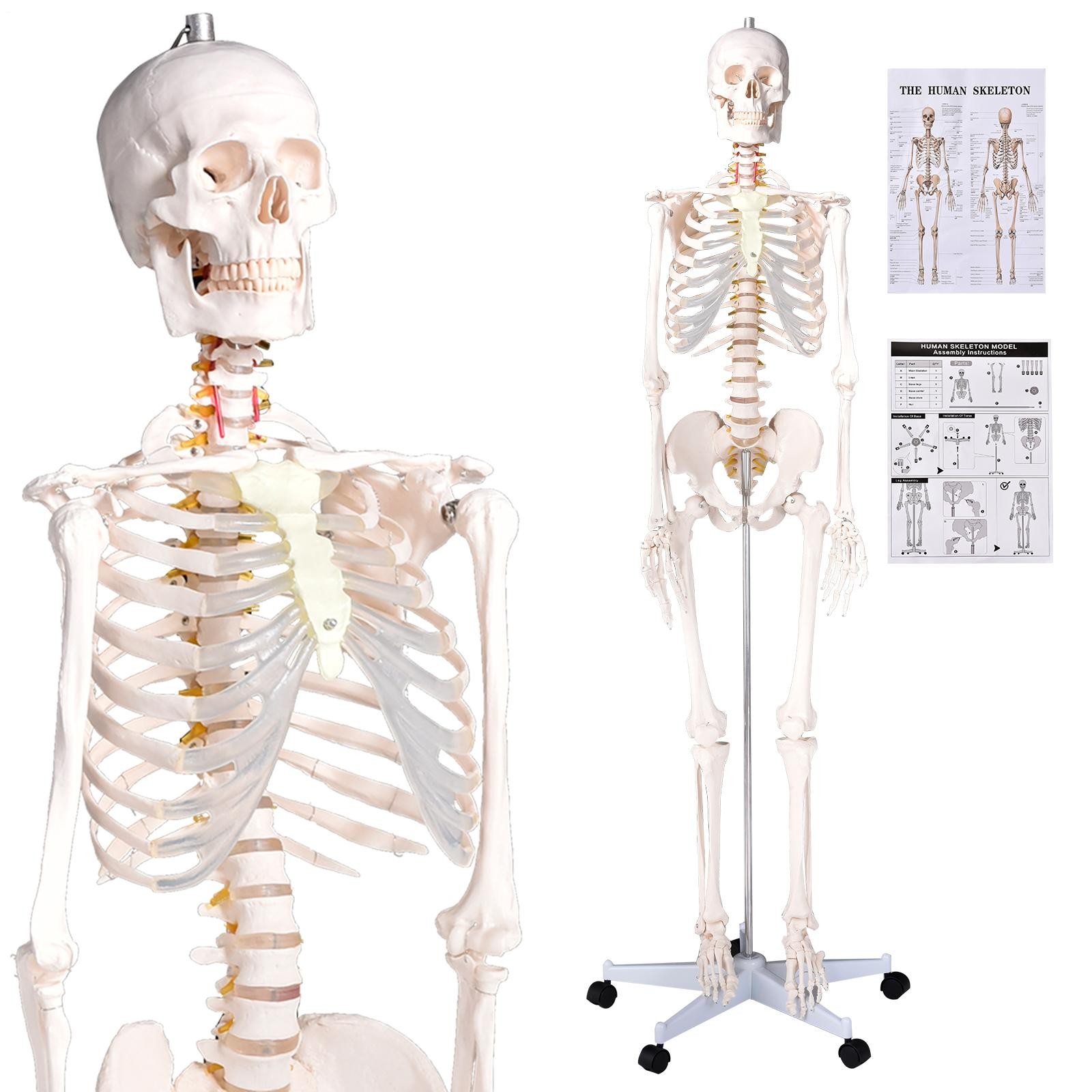 Human Skeleton Model Anatomical Skeleton Life Size