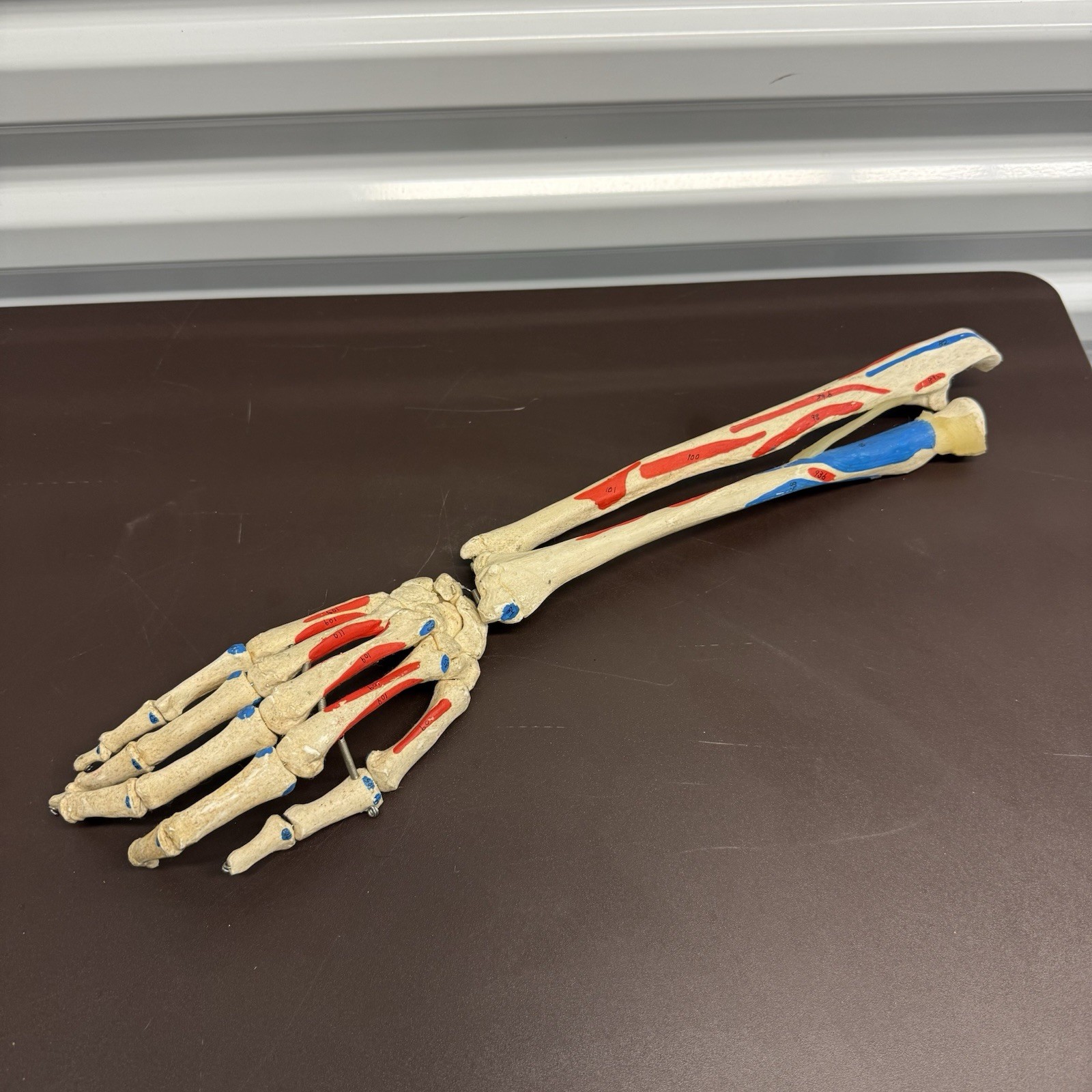 Human Arm Anatomical Skeleton Model Hand Bones Tendons Painted