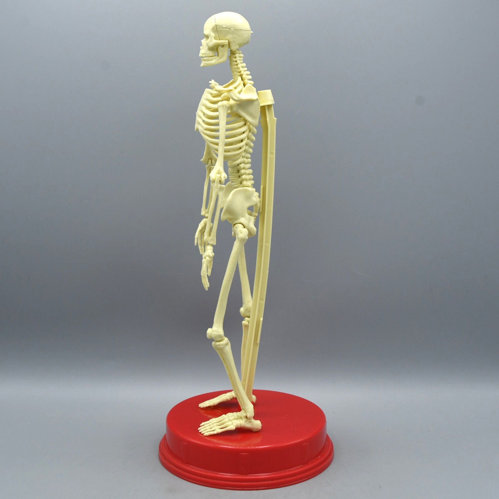 Human Skeleton Model Vintage 1991 Plastic Halloween Anatomy Science Home School