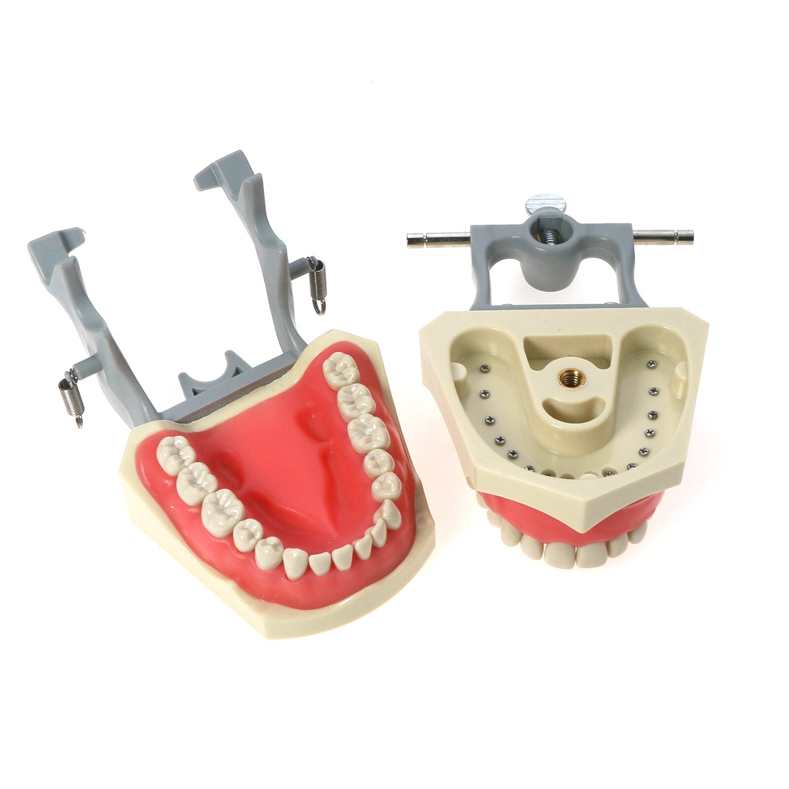 US Dental Columbia Dentoform 860 Type Typodont Model 32pcs Removable Teeth M8030