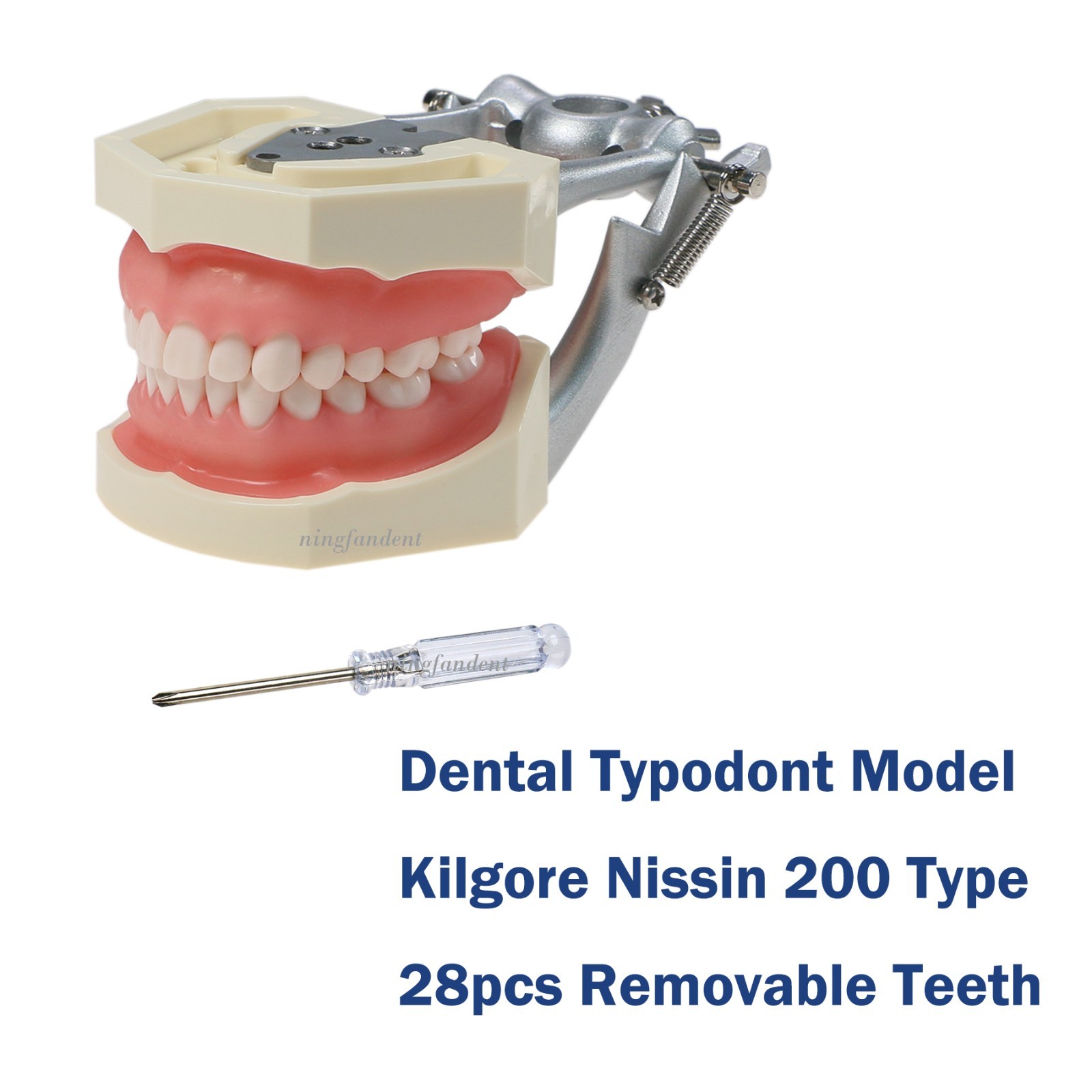 US Kilgore nissin 500 Dental 28 Teeth Model Replace Teeth typodont mounting pole
