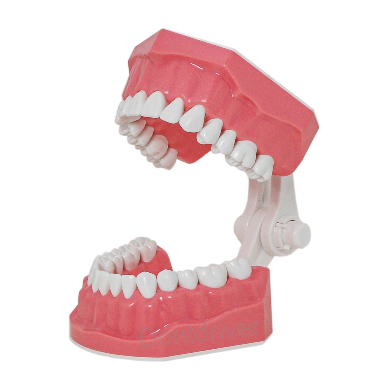 US 1:1 Typodont Teeth Model M7010-1 for Brushing Flossing Practice Teaching