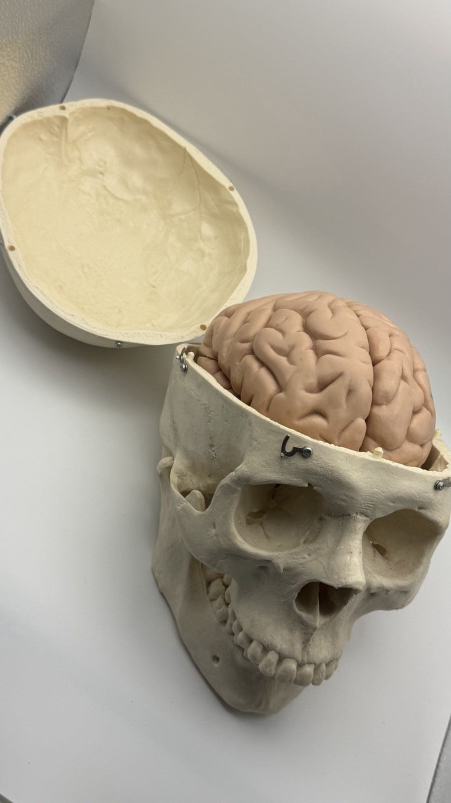 Human Skull with Brain, 11 Piece Life-Size Anatomical Model, Medical Curiosities
