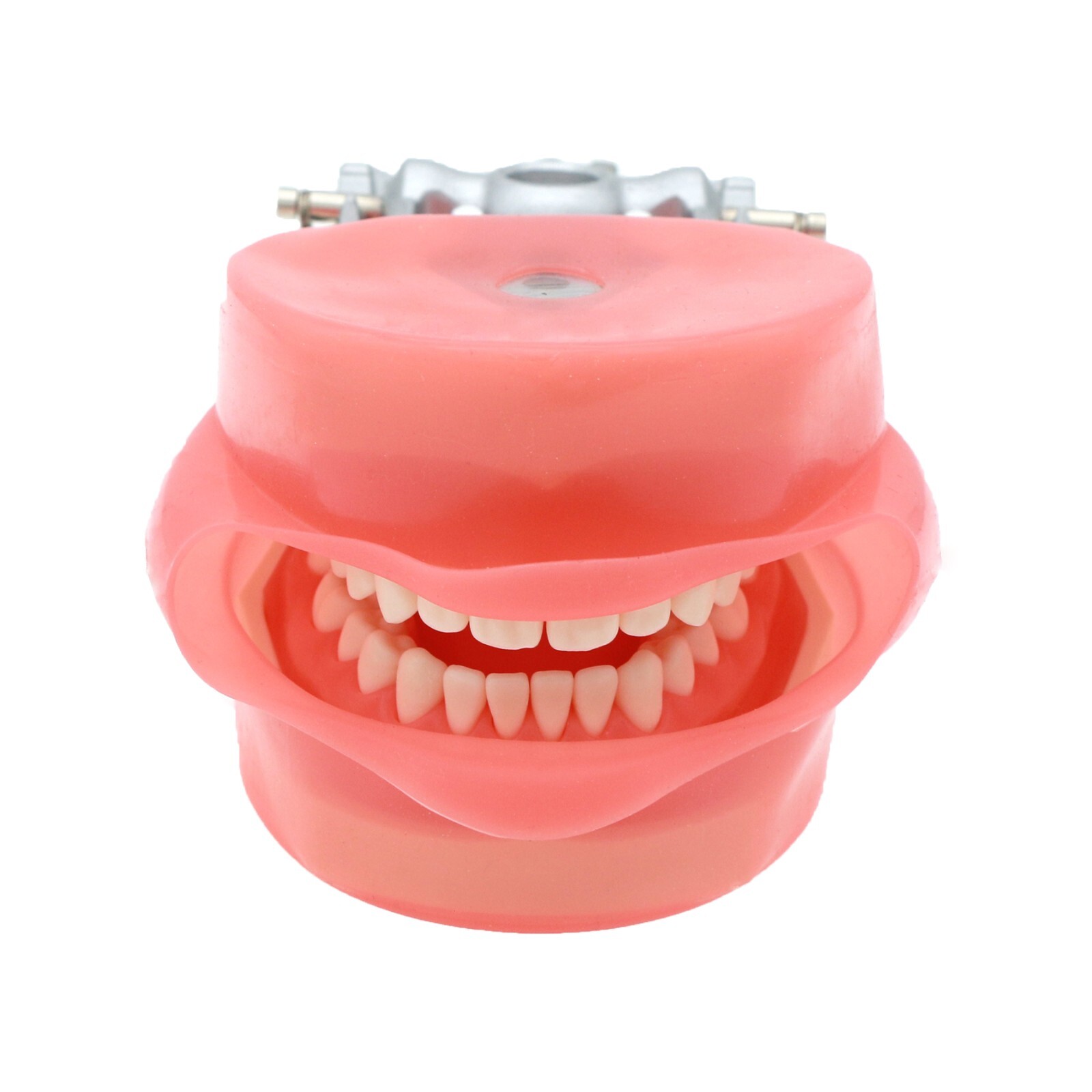 Dental Model With Screw-in Teeth fit Kilgore NISSIN 200/500 Type Typodont Model