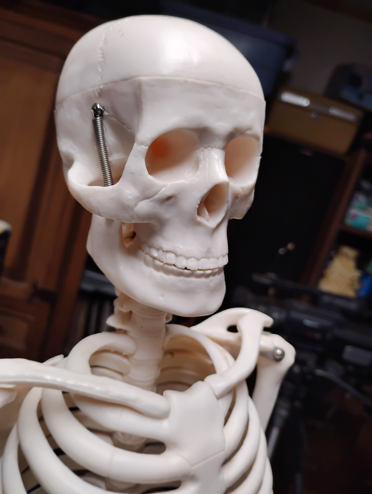 Medical Skeleton Model 33″ tall. Used in Good Condition.