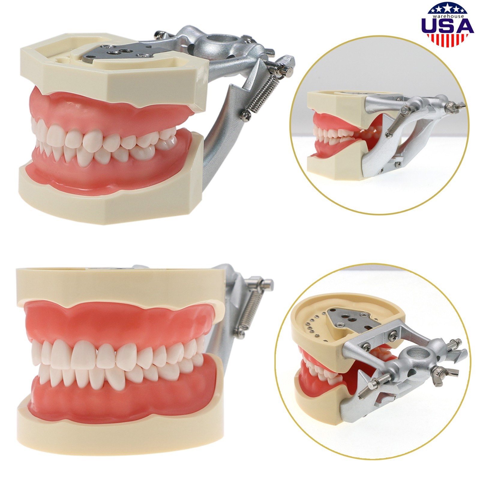 Dental Typodont Teeth Model fit Kilgore NISSIN 200/500 Type With Removable Teeth