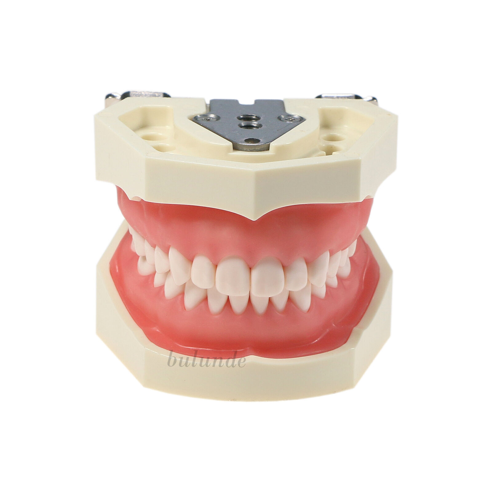 Dental Endo Root Canal Practise Typodont Kilgore Nissin Type 28Pcs Teeth Model