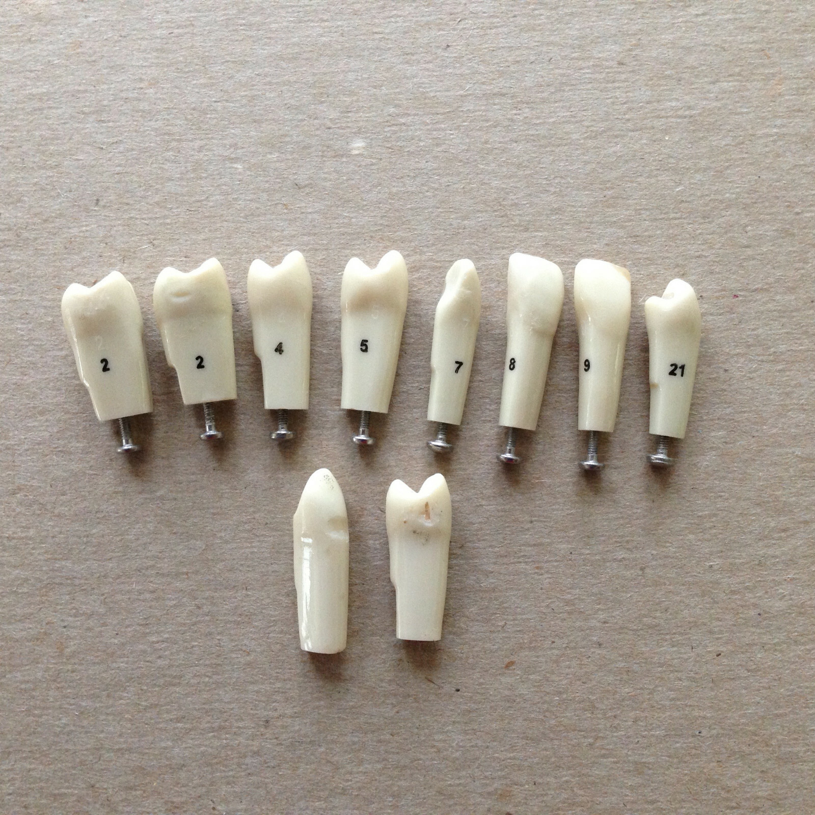 Typodont Teeth Lot Of 10 #s 2 4 5 7 8 9 21 Unumbered (2) Dental School Lab