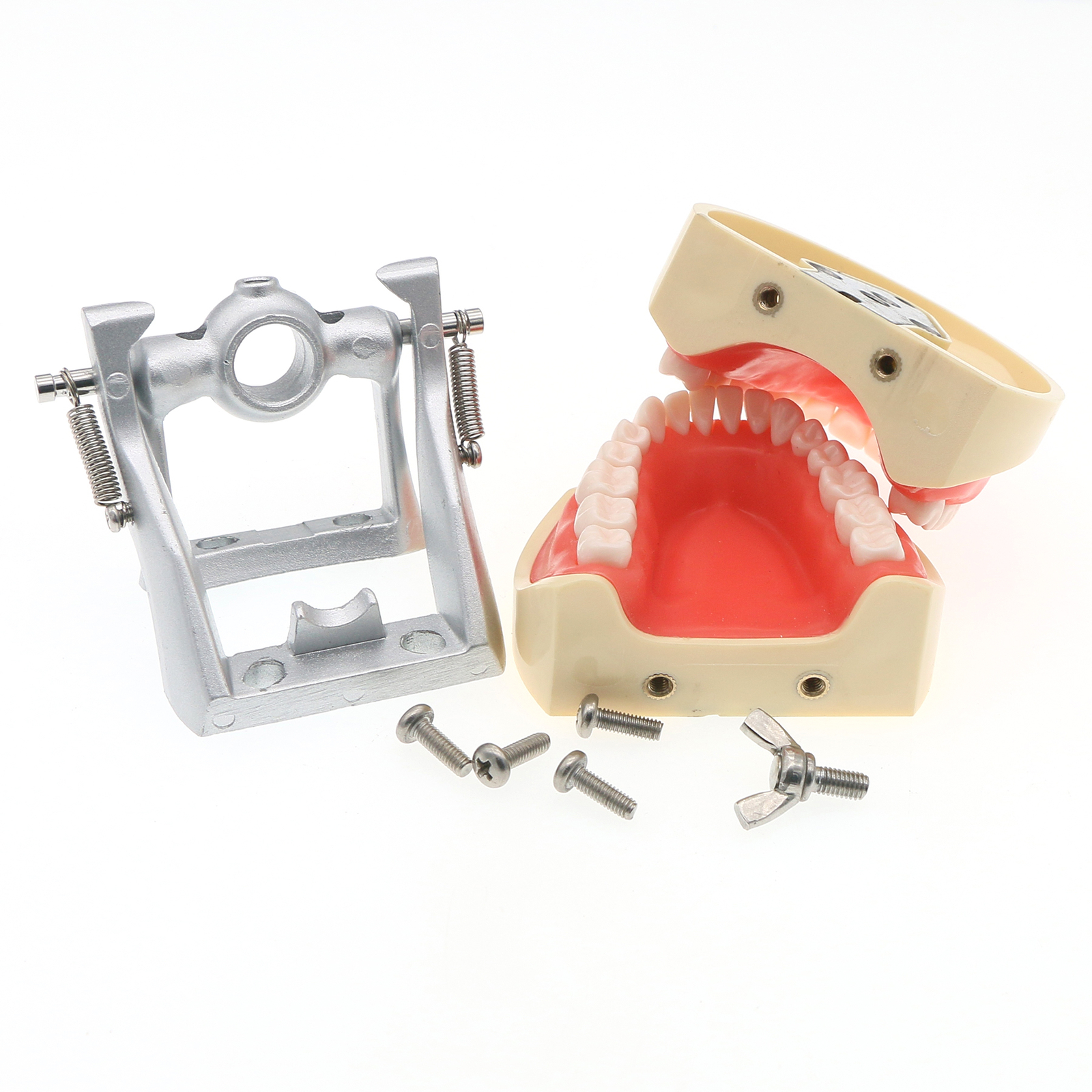 US Dental Typodont Model With Removable Teeth fit Kilgore NISSIN 200 Type M8012