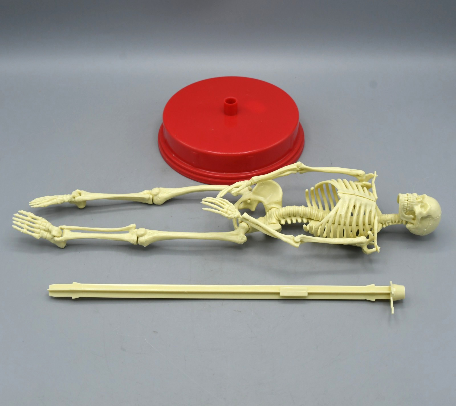 Human Skeleton Model Vintage 1991 Plastic Halloween Anatomy Science Home School
