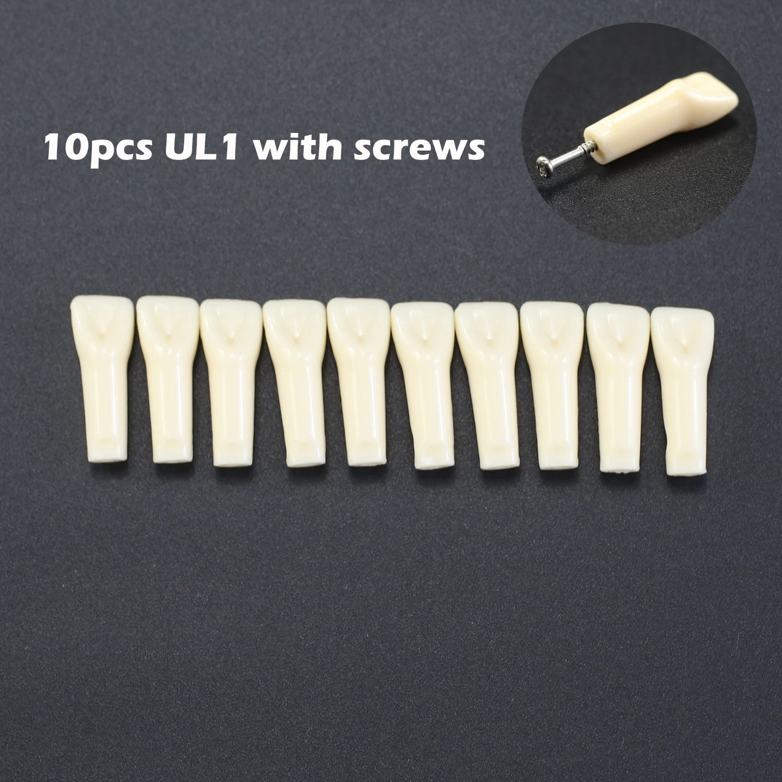 Kilgore NISSIN 200 Dental Typodont Individual Teeth Replacement for 32 Teeth
