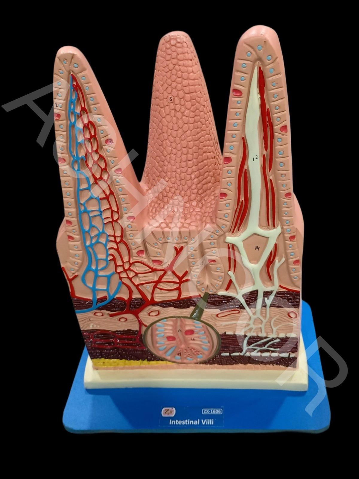 Human Intestinal Villi Model | XC-1060 | Medical Anatomy Teaching Aid