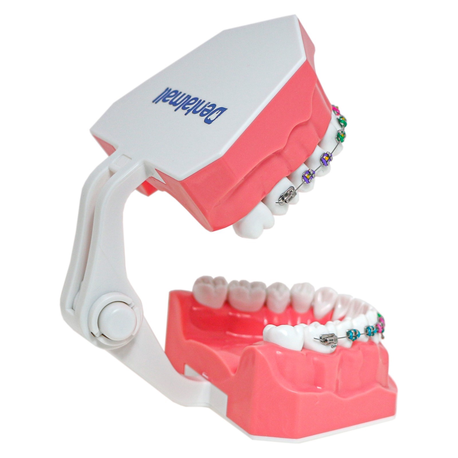 Dental Typodont Orthodontic Teeth Model with Brackets Brushing Flossing Practice