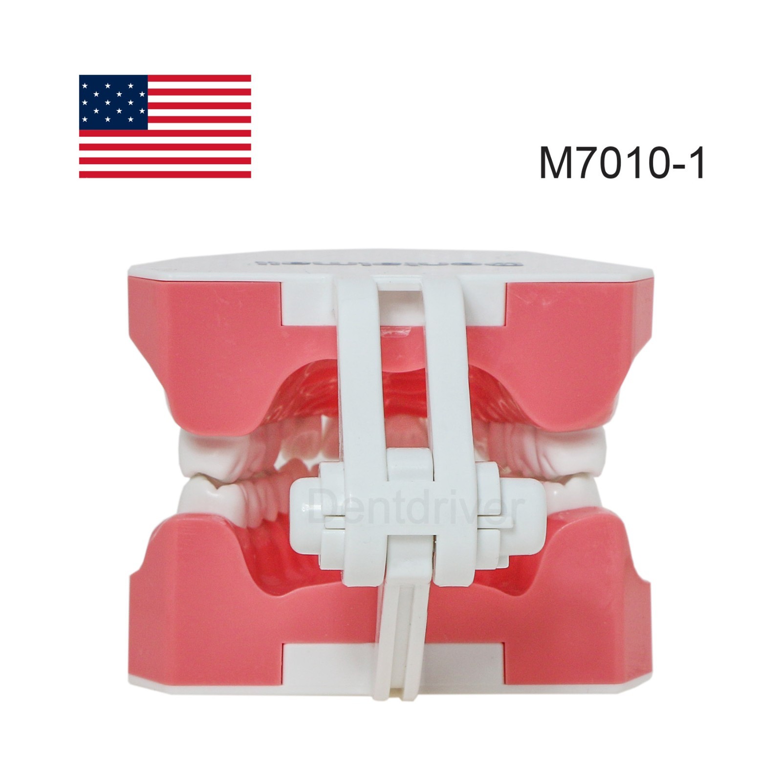 US 1:1 Typodont Teeth Model M7010-1 for Brushing Flossing Practice Teaching