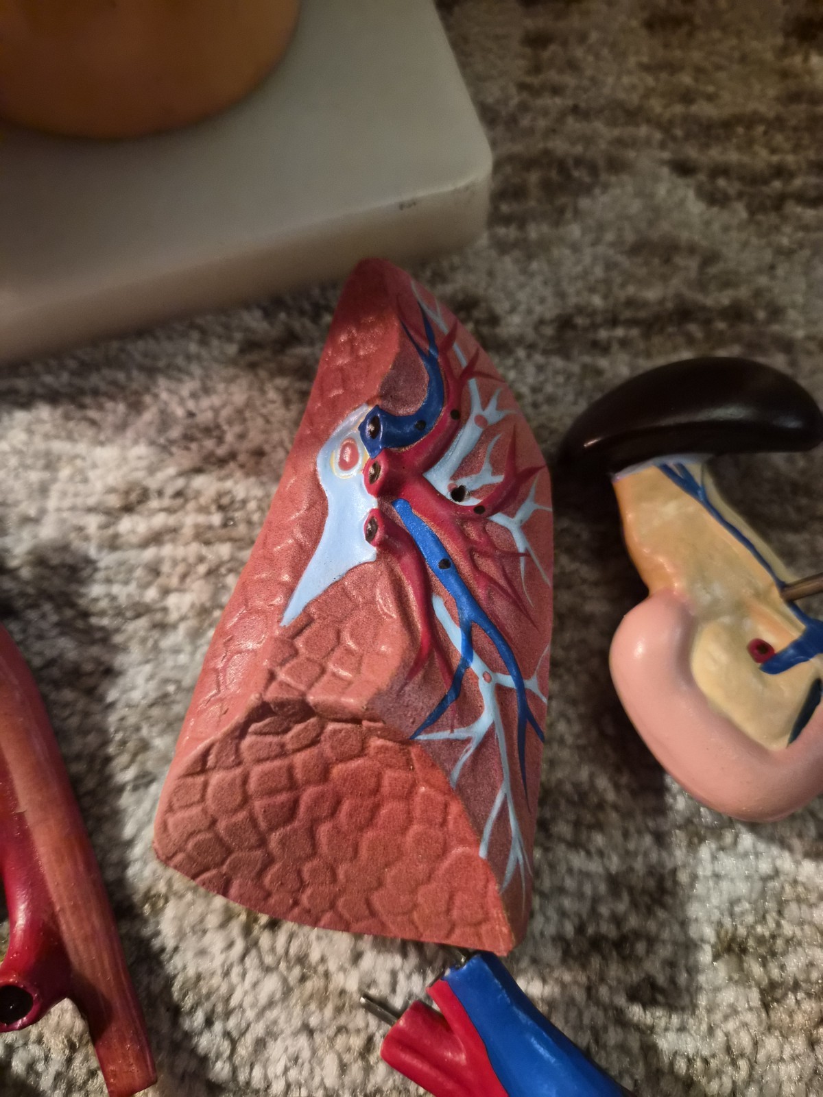 Human Anatomical Models Torso With Some Accesories