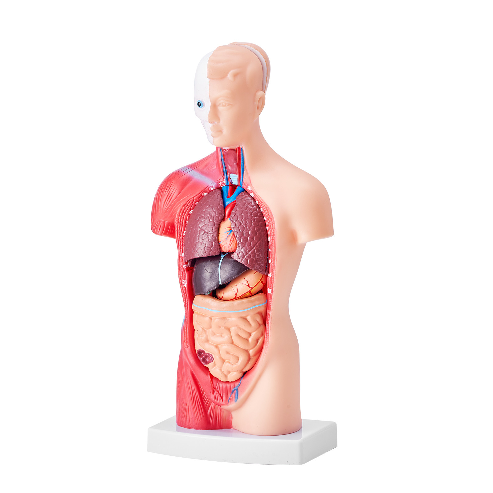 VEVOR Anatomical Human Torso Body Model Anatomy Internal Organ 11″ 15 Parts