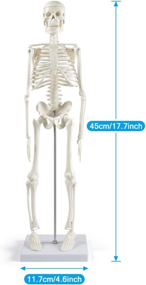 17.7-Inch Human Skeleton Model with Movable Arms – Ideal for Anatomy Study