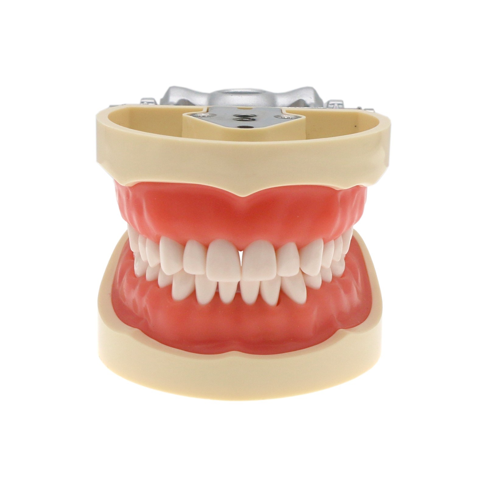 Dental Typodont Teeth Model fit Kilgore NISSIN 200/500 Type With Removable Teeth