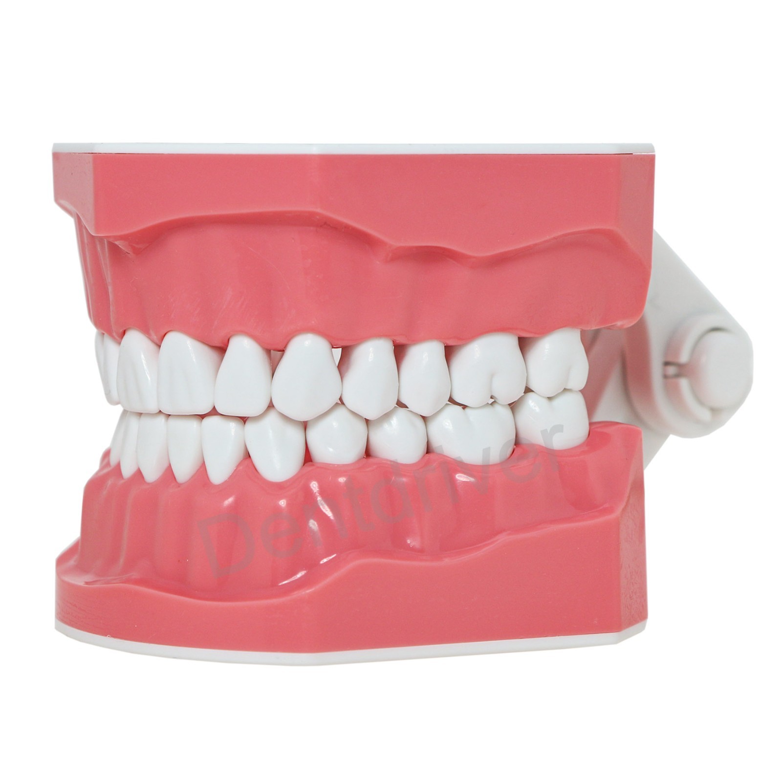 US 1:1 Typodont Teeth Model M7010-1 for Brushing Flossing Practice Teaching