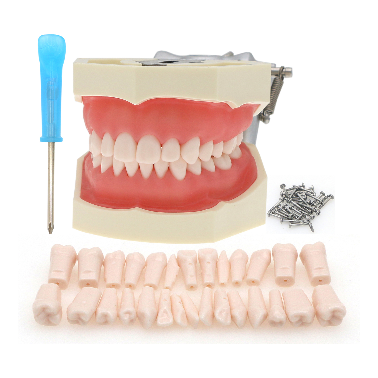 Dental Screw-in Teeth Typodont Model Kilgore NISSIN 200/500 Type With Removable