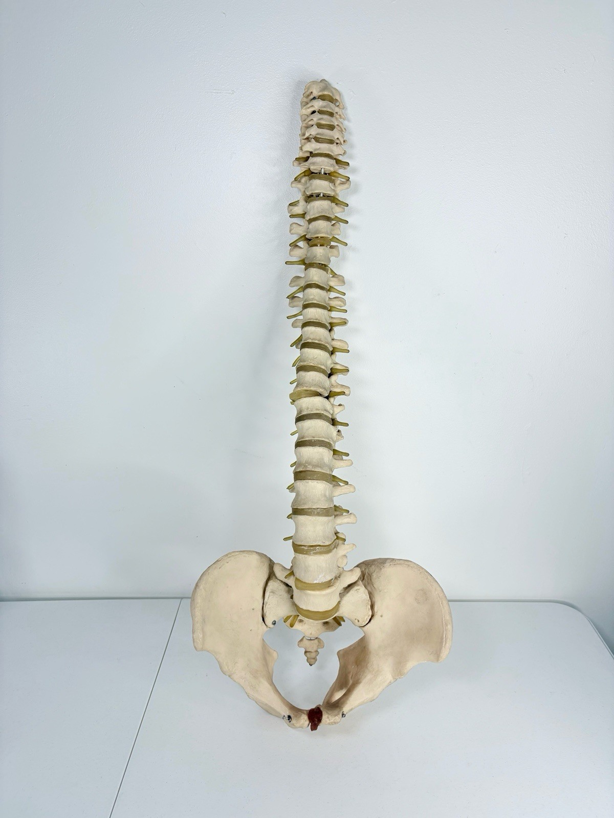 Vertebrae Human Spine and Pelvis Anatomical Model Science Medical
