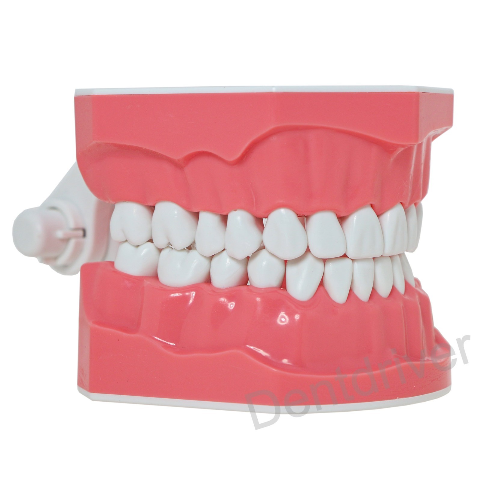 US 1:1 Typodont Teeth Model M7010-1 for Brushing Flossing Practice Teaching