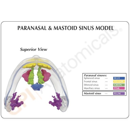 Sinus CLEAR GPI Anatomical Model LifeSize LFA #2851. Make Us an Offer! SEE VIDEO