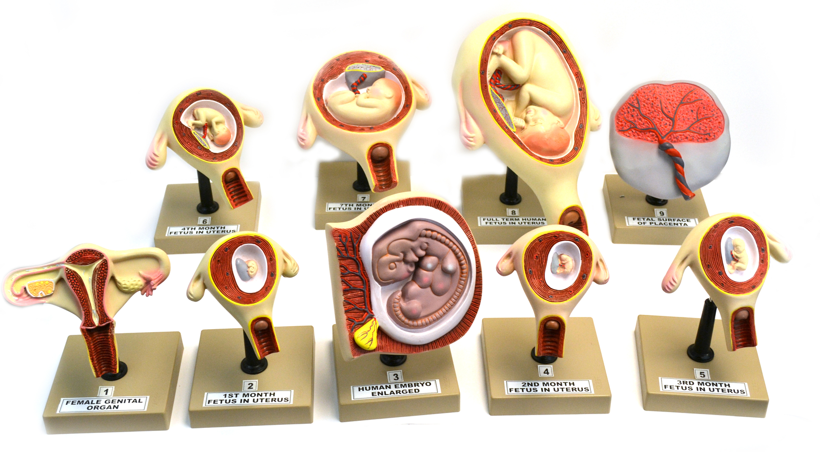 Eisco Pregnancy Series – Embryonic/Fetal Development, Set of 9 Anatomical Models