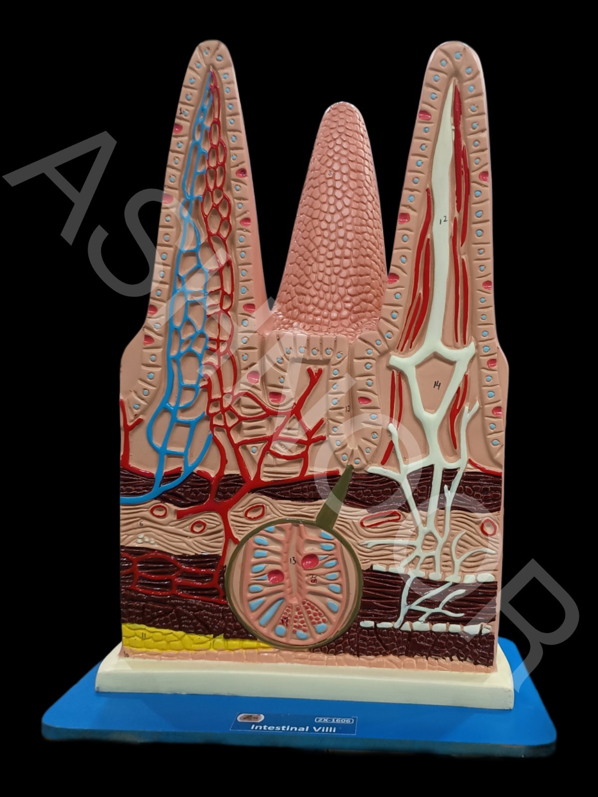 Human Intestinal Villi Model | XC-1060 | Medical Anatomy Teaching Aid