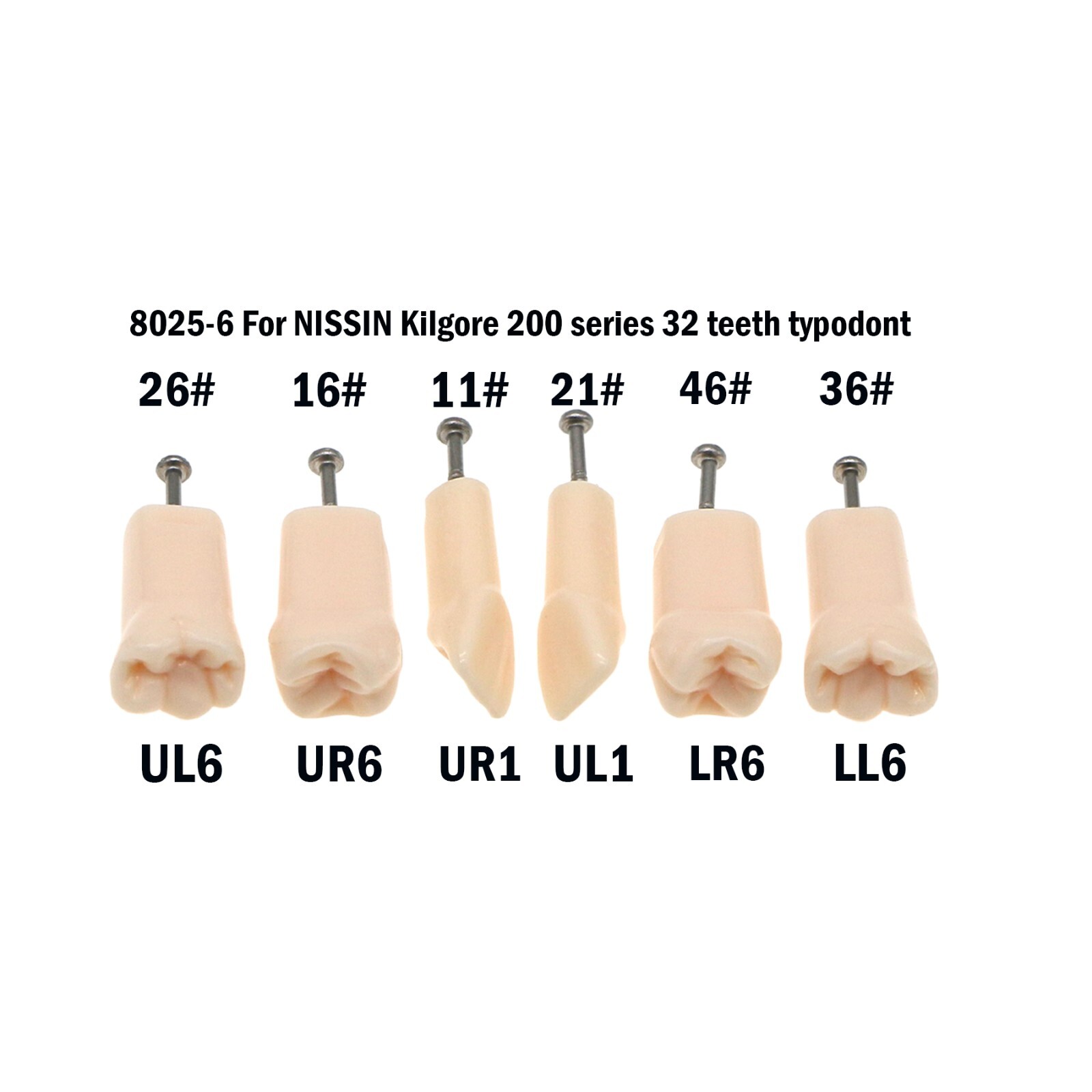 Dental Typodont Model With 32Pcs Screw-in Teeth fit Kilgore NISSIN 200Type Model
