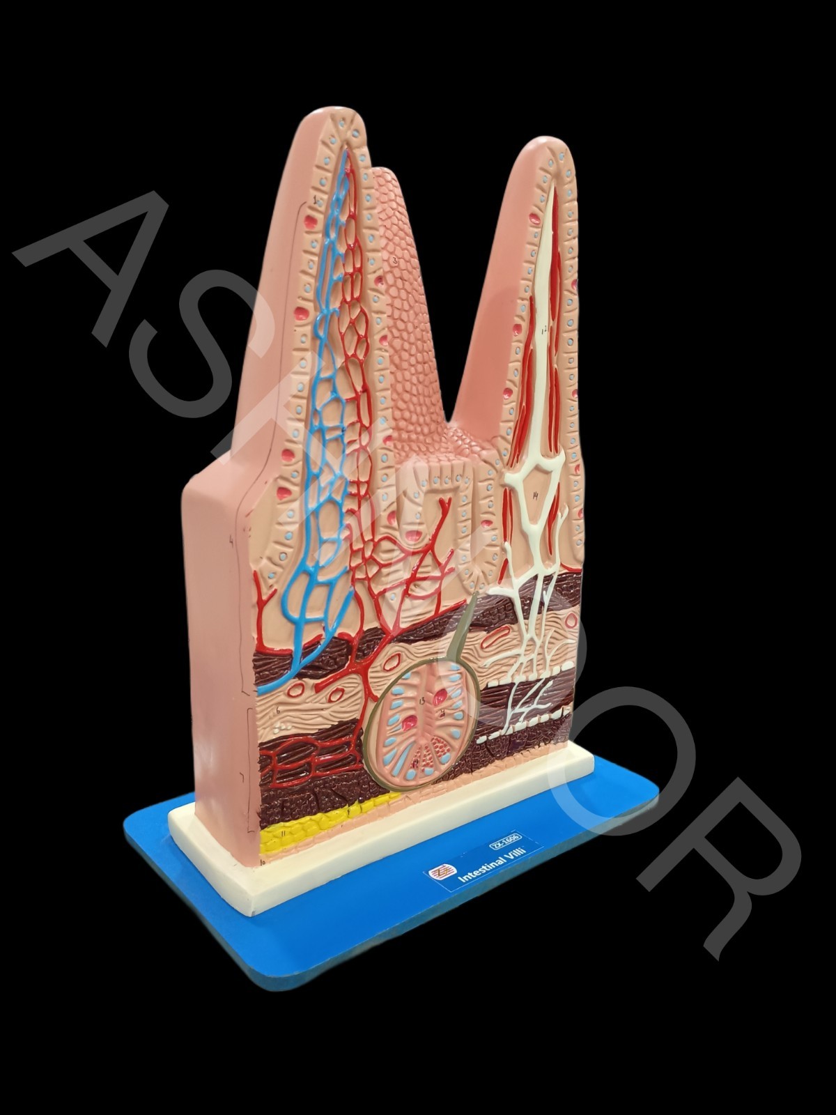 Human Intestinal Villi Model | XC-1060 | Medical Anatomy Teaching Aid