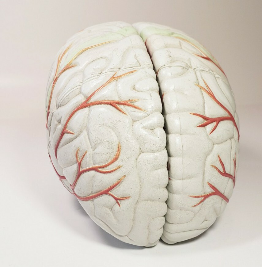 Human Brain Anatomical Teaching Model Life Size Medical Science Cross 4 Sections