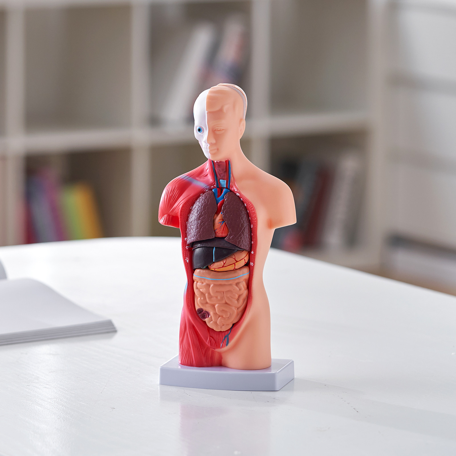 VEVOR Anatomical Human Torso Body Model Anatomy Internal Organ 11″ 15 Parts