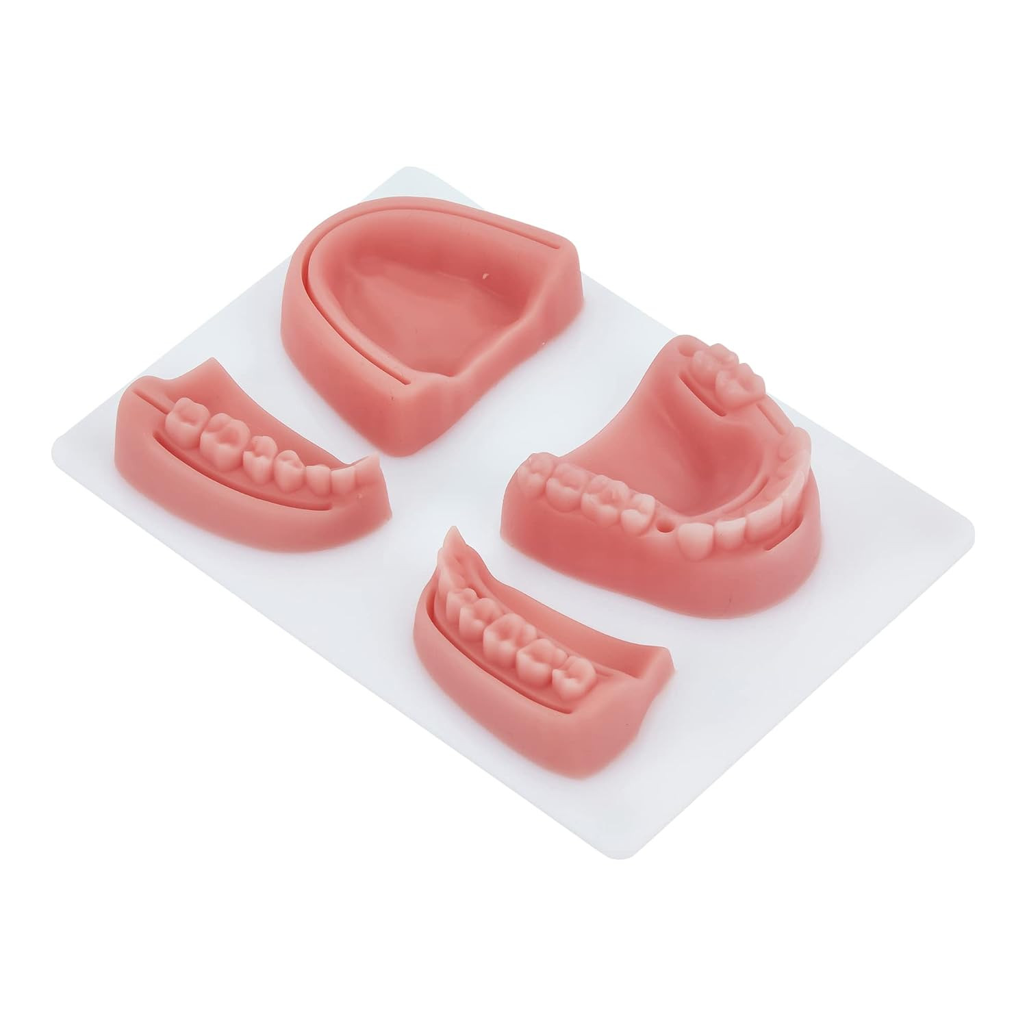 Dental Suture Practice Model | Complete Suturing Model Including 4 Suture Pads