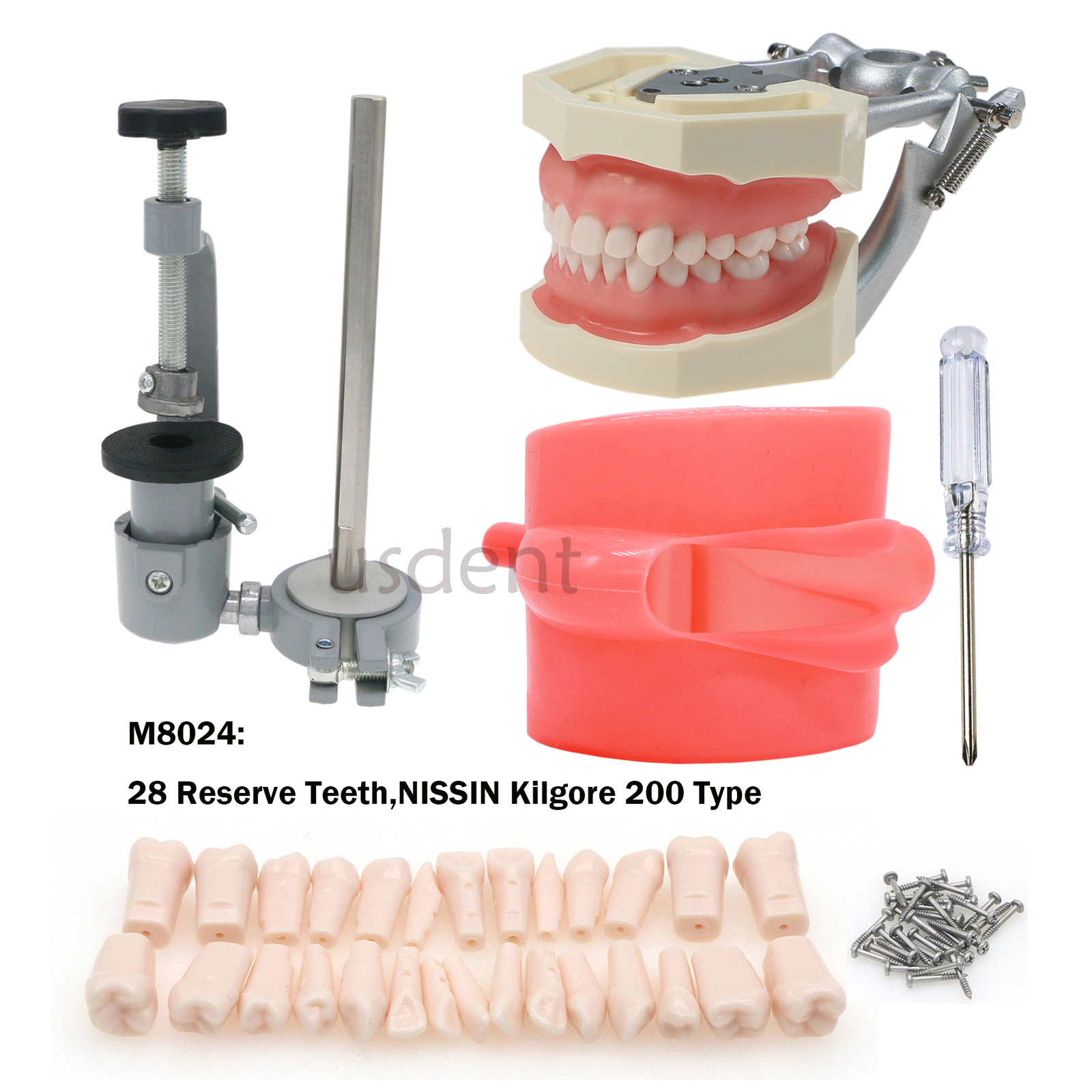 Fit 200/500 Type Kilgore NISSINDental Typodont Teeth Model With Removable Teeth