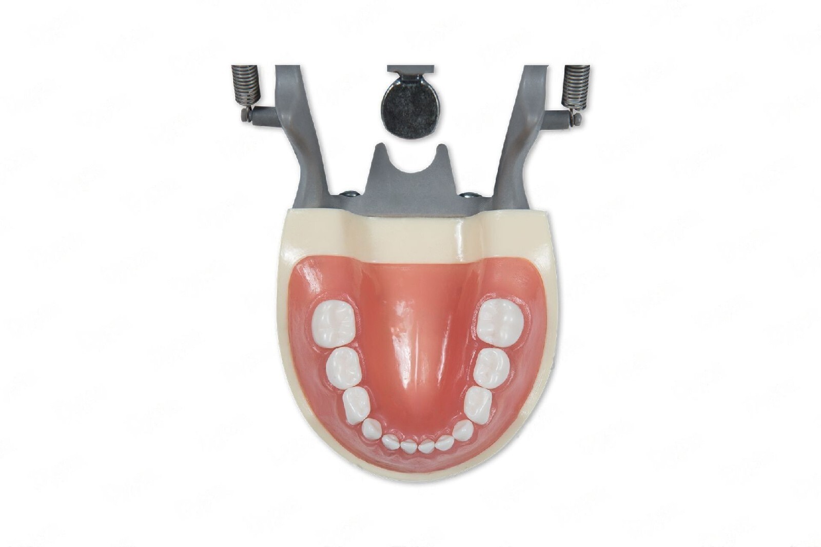 Dental Typodont Model 200P Compatible w/ Nissin Teeth