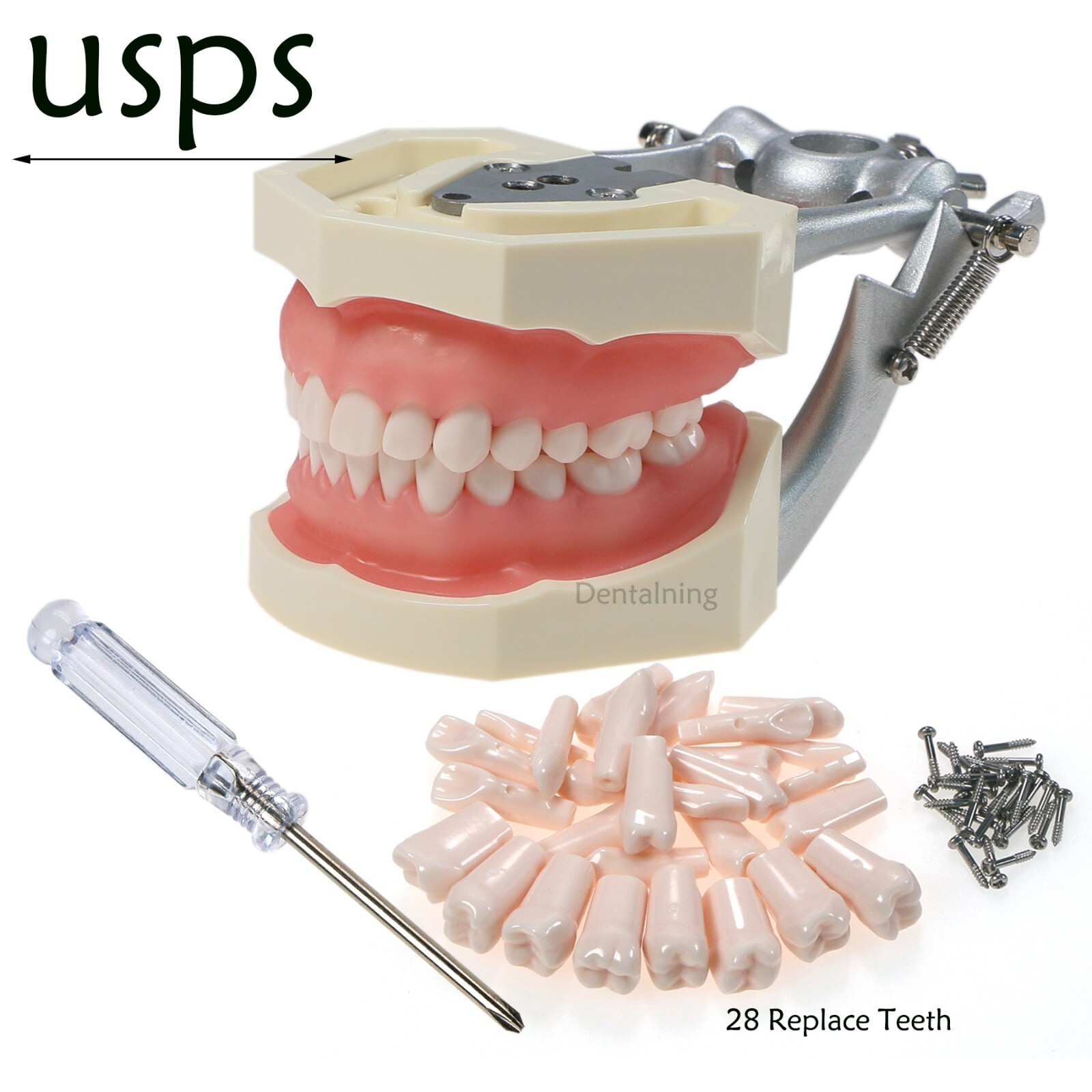 US Overdenture All-On-4/6 Implant /Ortho/Columbia 860/Kilgore NISSIN Teeth Model