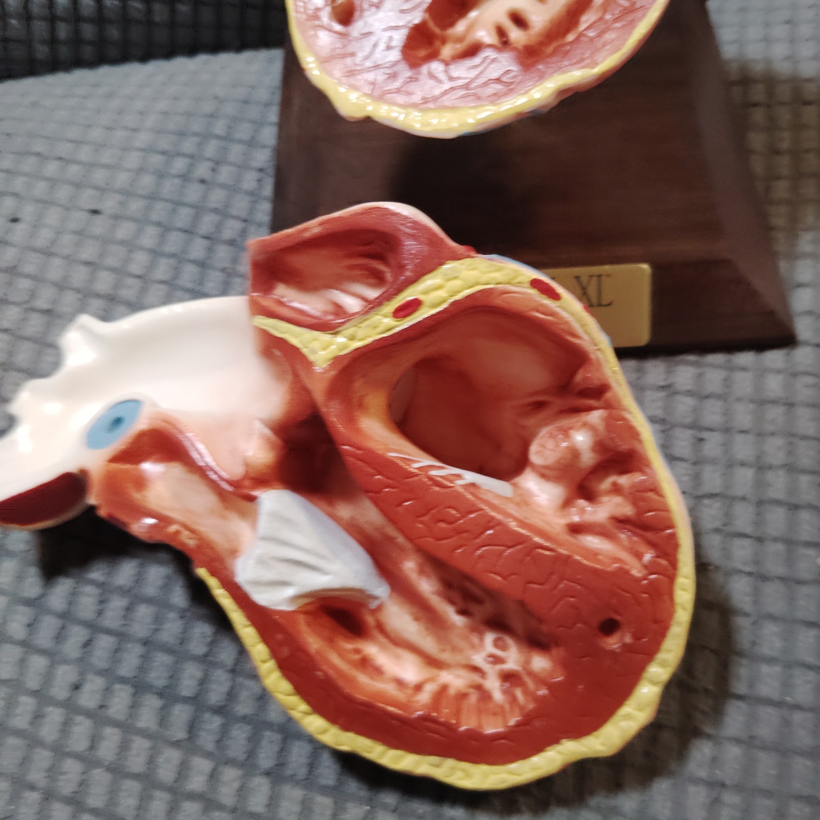 Vintage Anatomical Human Heart Model 2-Part Dissectible Medical Oddity Decor