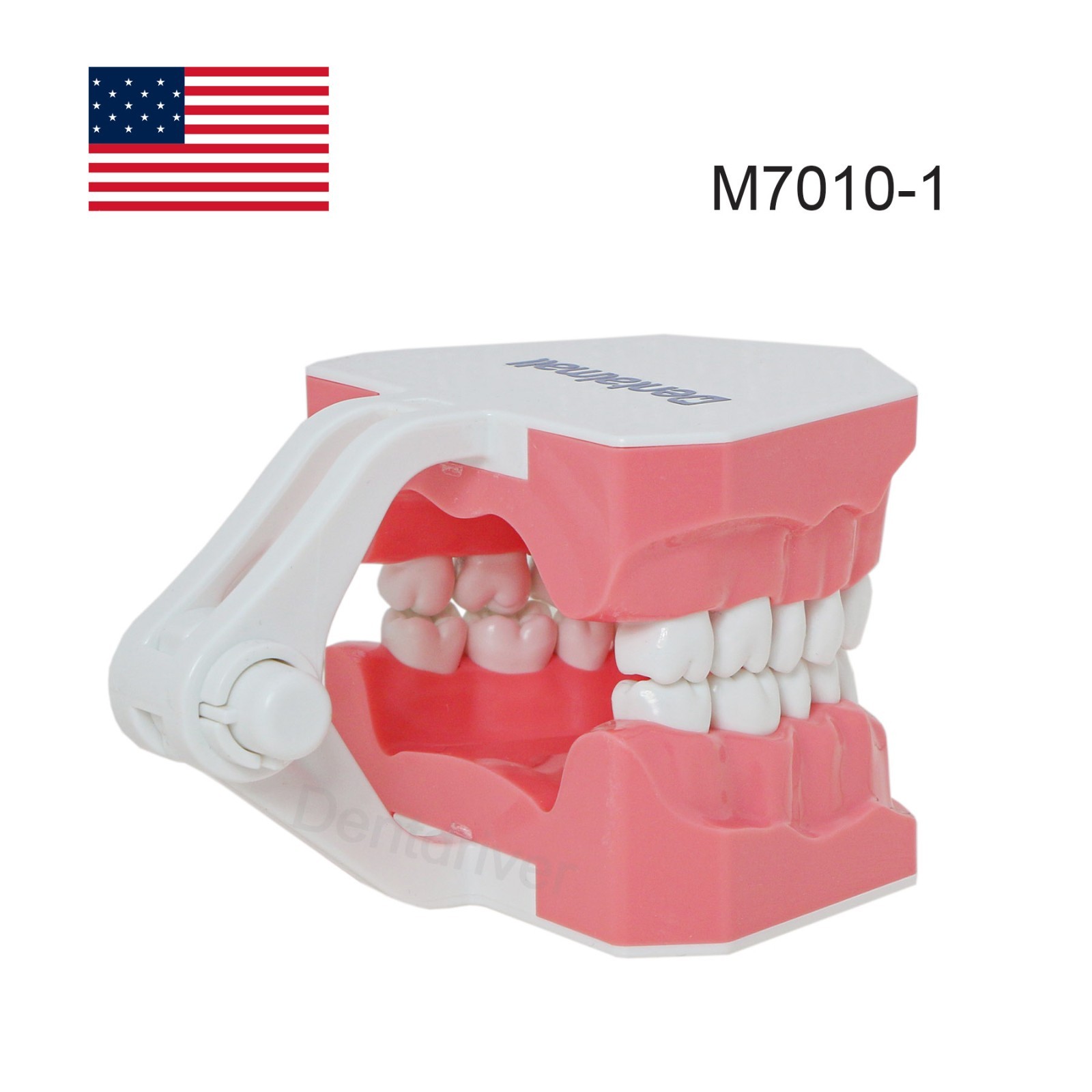 US 1:1 Typodont Teeth Model M7010-1 for Brushing Flossing Practice Teaching