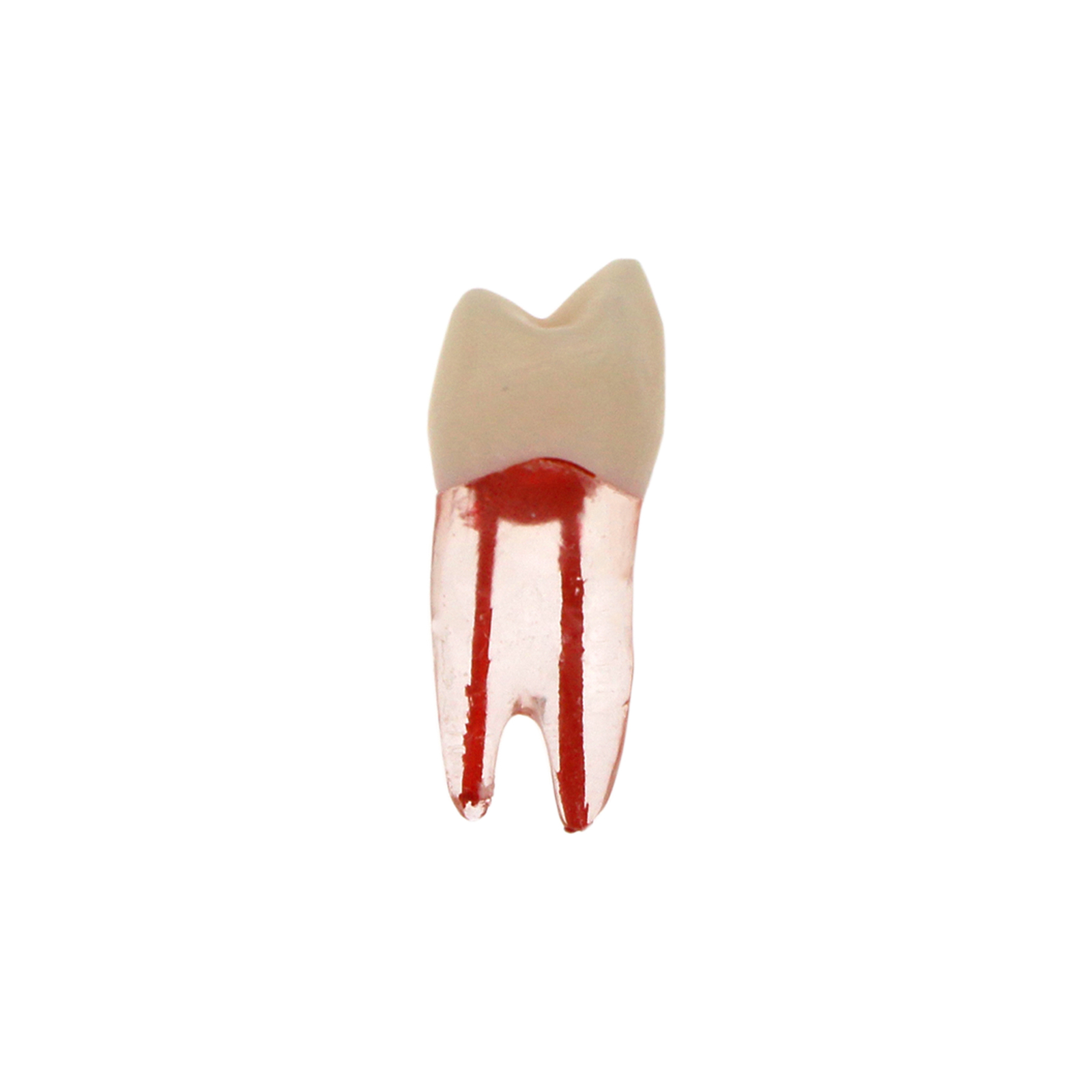10Pcs Dental Root Canal Practice Model RCT Practice Endo Teeth Model Pulp Study