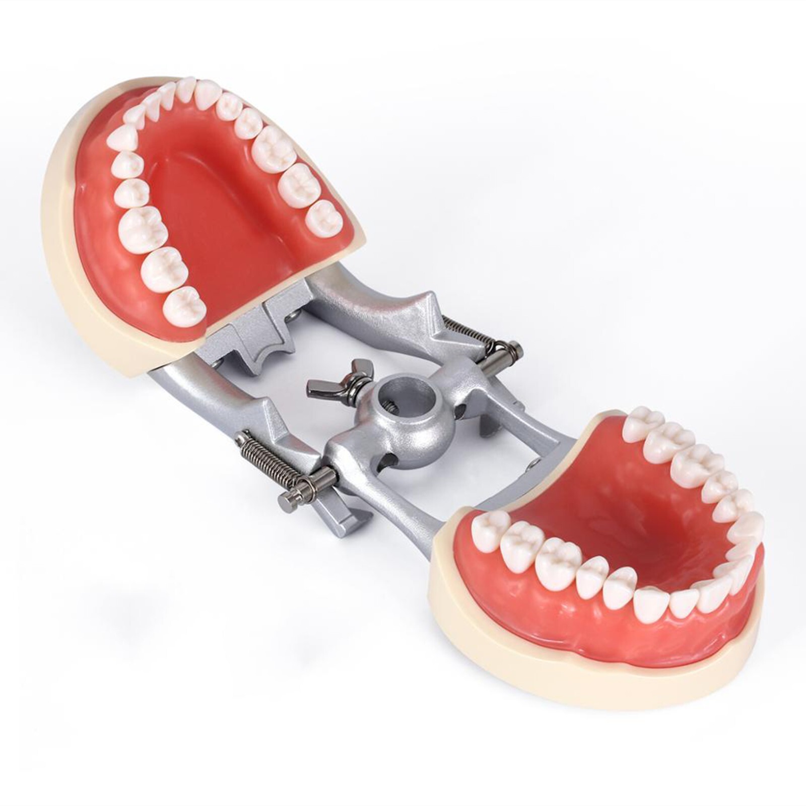 Kilgore Nissin 200 Type Dental 32pc Typodont Model Removable Teeth Mounting Pole