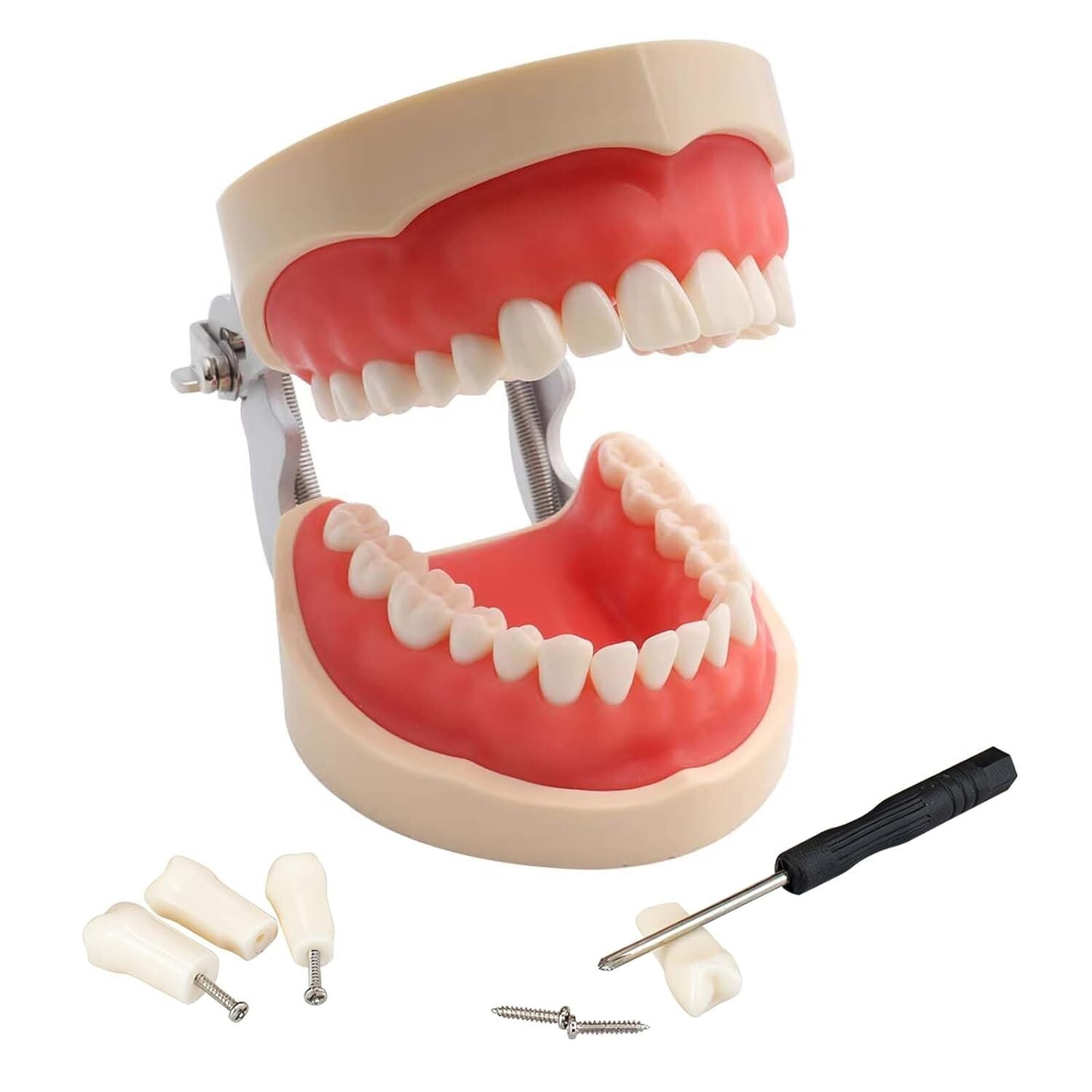 28/32 Dental Typodont Teeth Model Removable Teeth Soft Gingiva Teaching Model