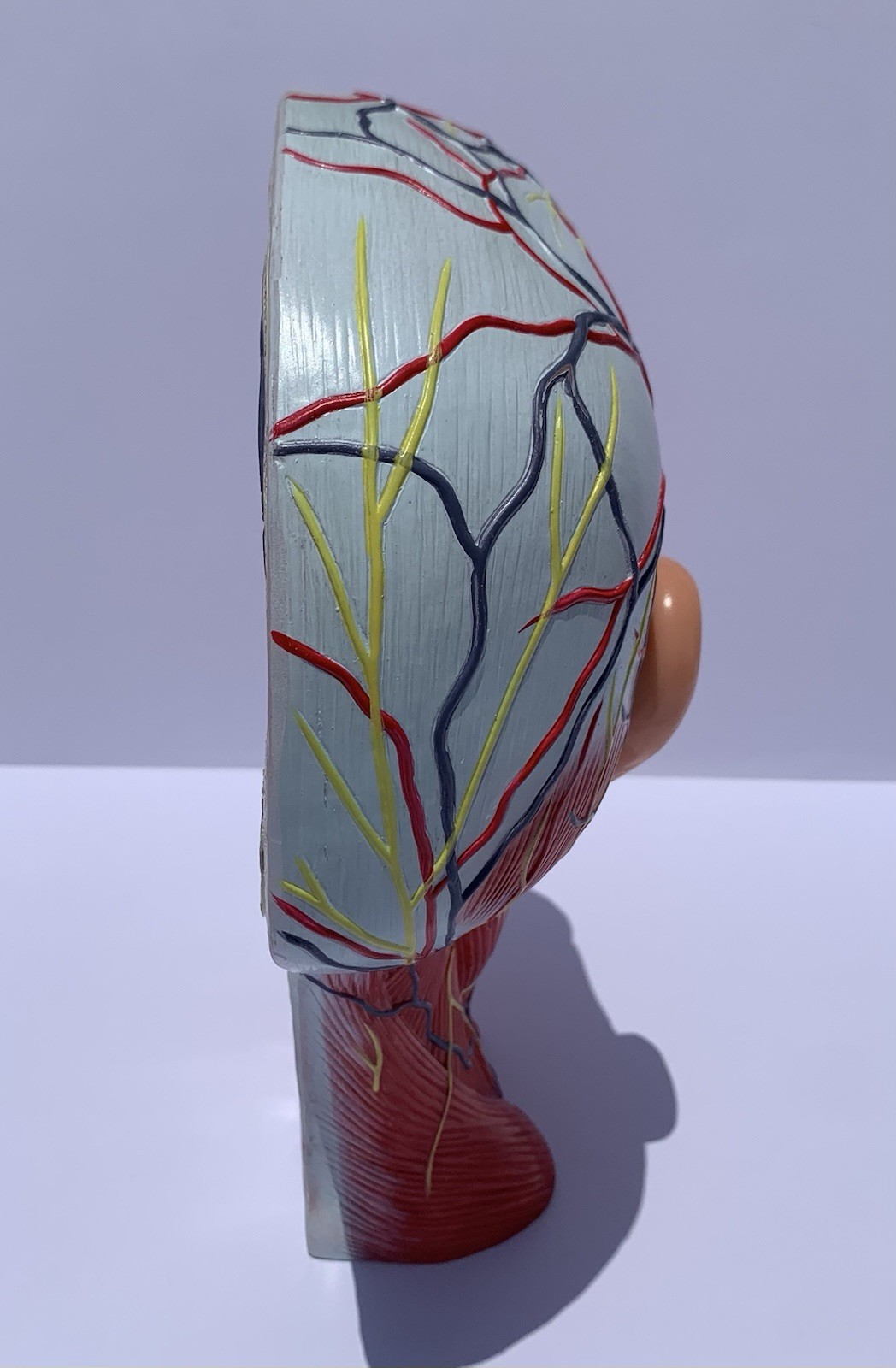 Life Size Human Half Head Anatomy Model Neurovascular Teaching Aid