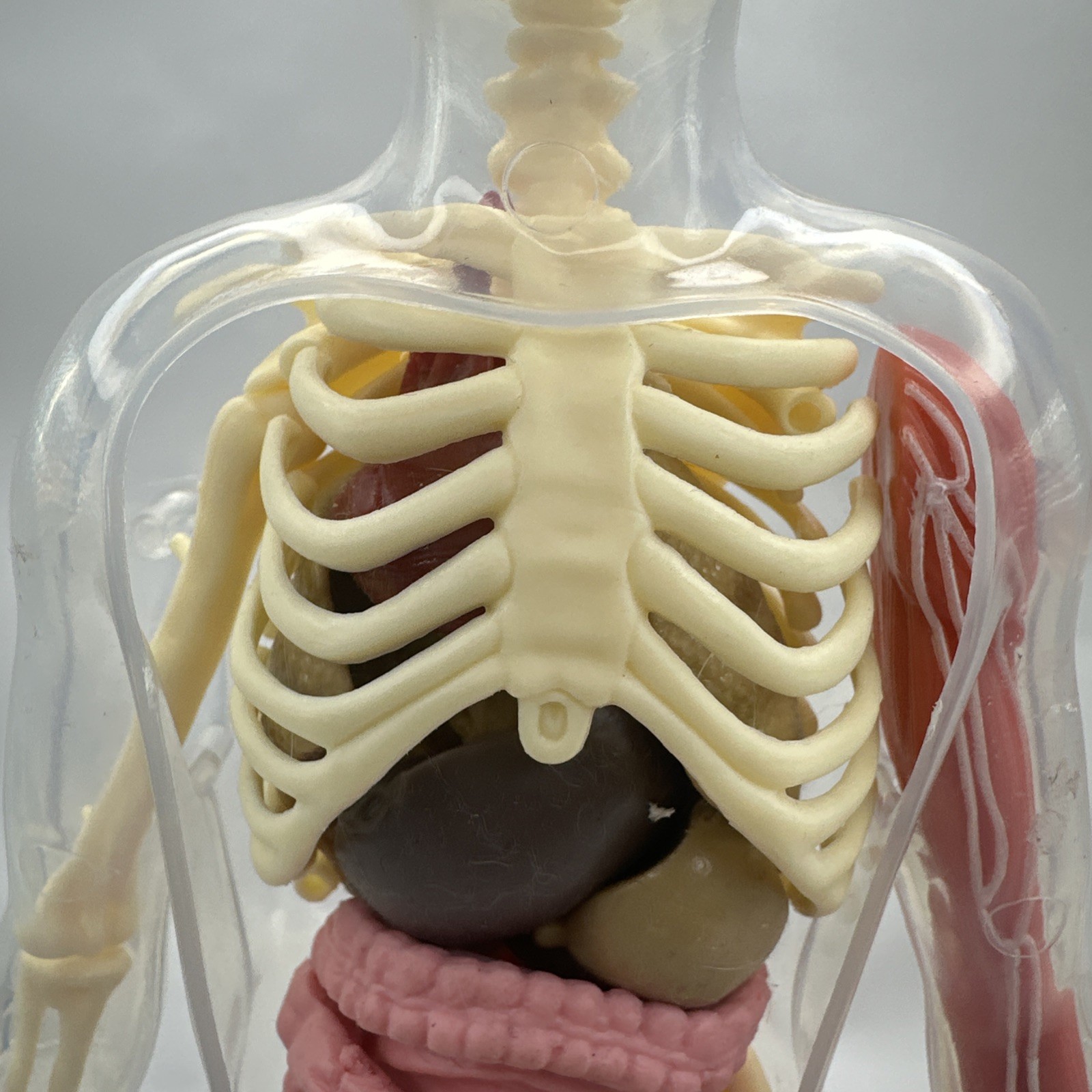 Human Body Model Anatomy Heart Brain Skeleton Muscles Lungs Student 13″