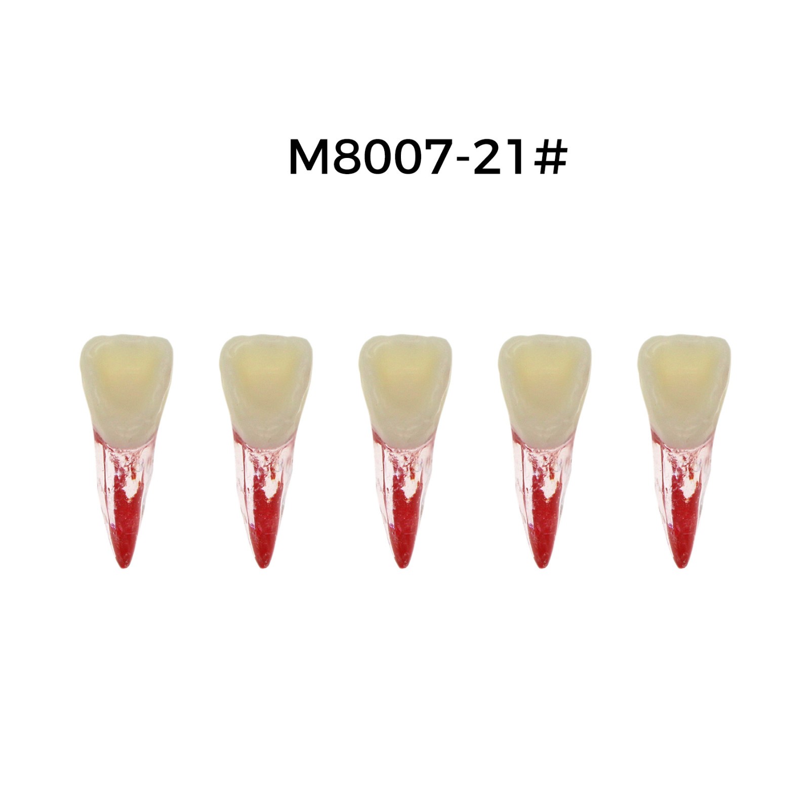 5Pcs Dental Endodontic Root Canal RCT Practice Pulp Cavity Endo Teeth Tooth 8007